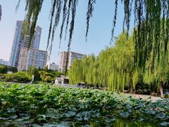 -团结湖公园