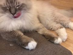 -滚猫咖啡·猫咖·猫友好撸猫(未来城店)