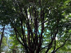 -大理古城-玉洱园