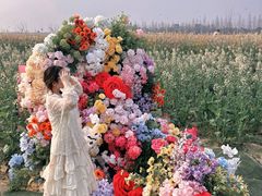 -杭州湾海上花田景区