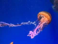 -海合安成都极地海洋公园