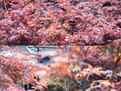 -桂林市花鸟市场