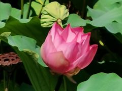 -荔湾湖公园
