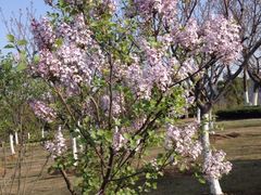 iphone_upload_pic-白塘生态植物园