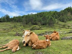 -硗碛藏寨·神木垒景区
