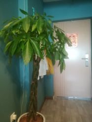 -YOUNGSKIN氧研皮肤管理中心