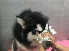 -宠福鑫康馨动物医院·骨科·眼科