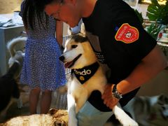 -Husky Go! 哈士奇体验馆·宠物咖啡厅狗咖