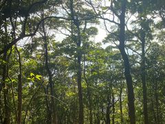 -梧桐山风景名胜区