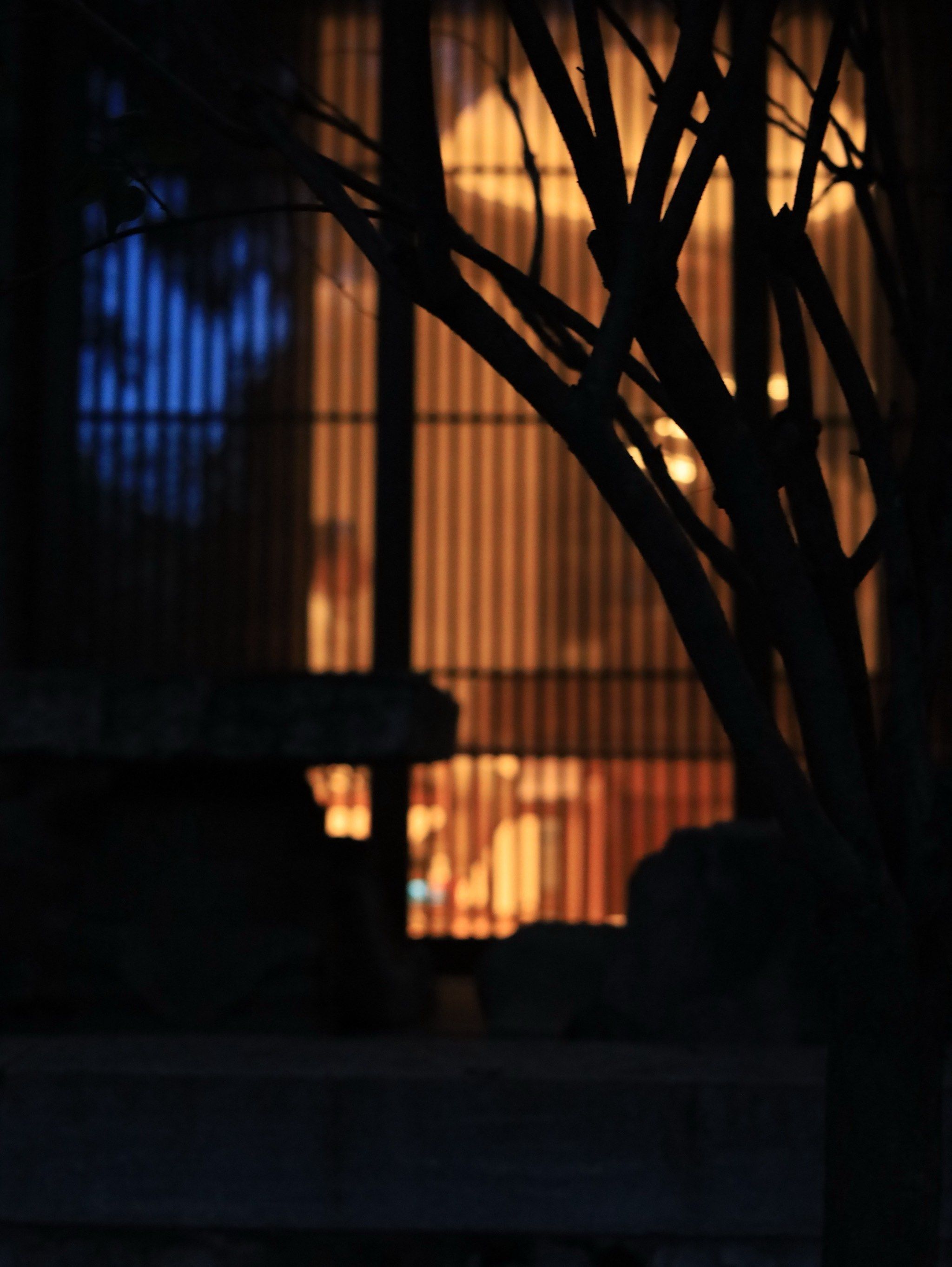 夜幕下的竹影婆娑