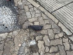 -公利真料竹蔗水(中环店)