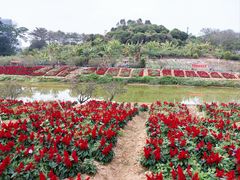 -松山湖梦幻百花洲
