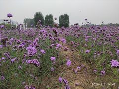 -北京东方普罗旺斯薰衣草庄园