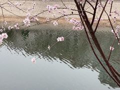 -桃花堤公园