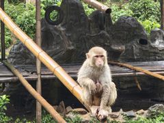 -西双版纳原始森林公园