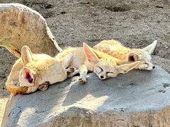 -上海野生动物园