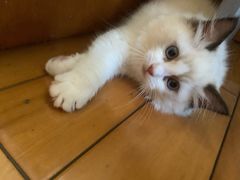-lincat·猫舍(广州店)