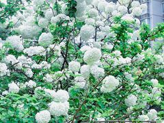 -大龙山(地铁站)