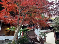 -十八棵（老龙井）御茶园(老龙井店)