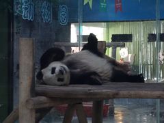 -栾川竹海野生动物园