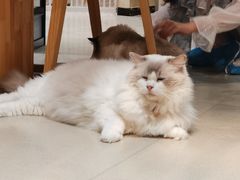 -藏猫猫咖啡主题馆(中央大道店)