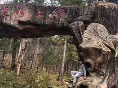 -五营红松林海景区