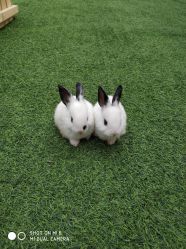 点击看大图 -萌宠亲子动物乐园(槐房万达店)