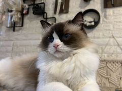 -平行世界·猫咖(首经贸店)