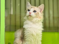 -唐小姐の私宠·宠物洗护美容·撸猫馆·购宠(周浦万达旗舰店)