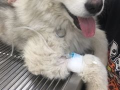 -宠福鑫康馨动物医院·骨科·眼科