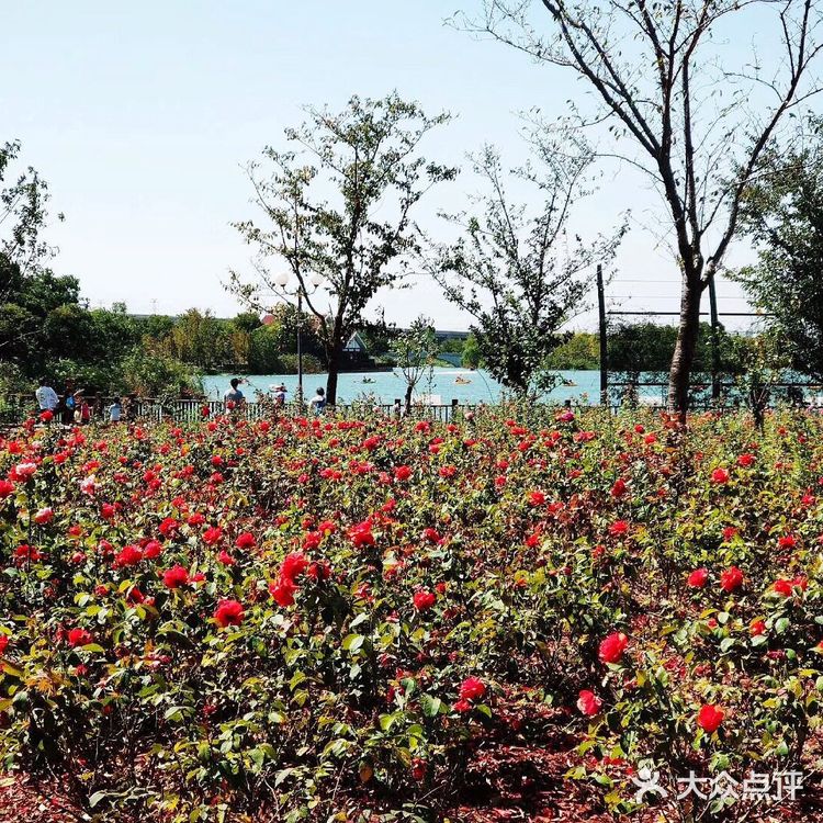 上海游攻略｜打卡本地人爱去的顾村公园⛲️