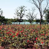 上海游攻略｜打卡本地人爱去的顾村公园⛲️