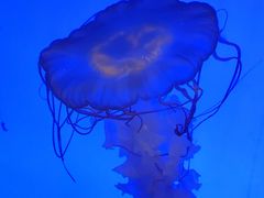 -上海海洋水族馆