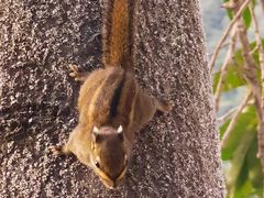 -罗浮山-南楼寺