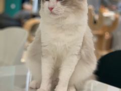 -飞行喵MR PILOT|猫舍·猫咖(静安大融城店)