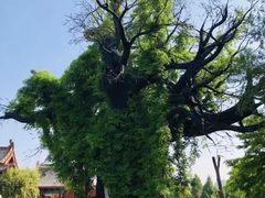 -大槐树寻根祭祖园