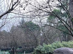 -南山植物园