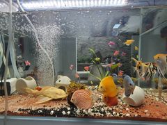 -四季民福烤鸭店(望京南湖东园店)