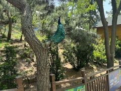 -西霞口神雕山野生动物世界