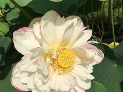 -陈家山荷花公园