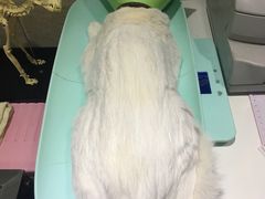 -暖阳宠物医院·犬猫康复中心·骨科