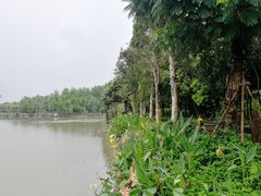 -大湾区中央湿地公园