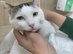 -北京观赏动物医院·24小时大型综合·猫专科·异宠专科