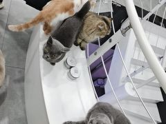 -极木²邸 人与宠物·互动社区
