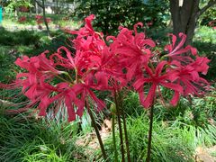 -上海共青森林公园