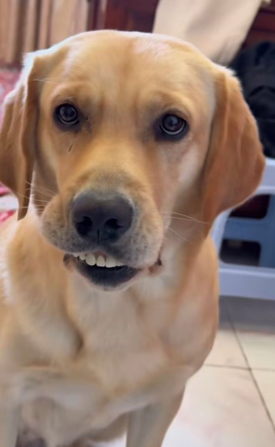 龅牙狗萌态百看不厌