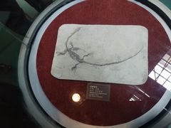 景点-自贡恐龙博物馆