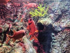 -太平洋海底世界