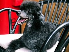 -Oh My Dog宠物沙龙(伊珊娜皮毛护理店)