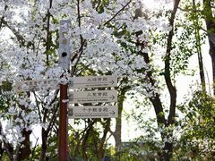-龙华寺